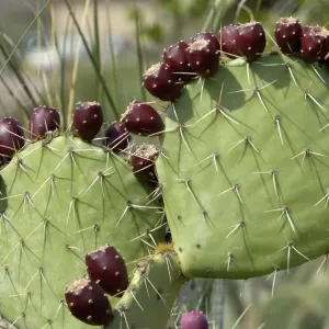 Prickly-pear cactus fruit Print Prickly-pear cactus fruit Print