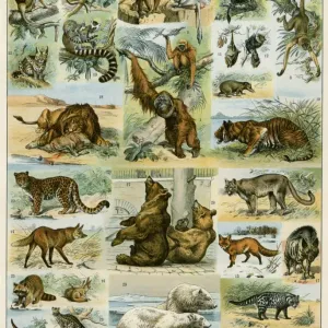 洋書 CLASSIC NATURAL HISTORY PRINTS MAMMALS Natural History Art, Mammals, Audubon, Quadrupeds of North
