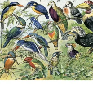 Quetzal, toucan, and other tropical birds