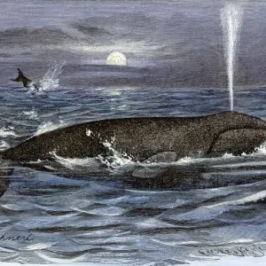 19th Century Right Whale Print 19th Century Right Whale Print