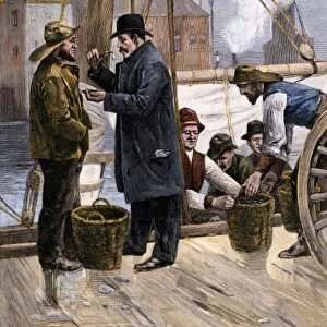 Sampling the Maryland oyster catch, 1800s