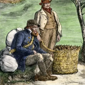 Seed potatoes carried to Ireland, 1800s