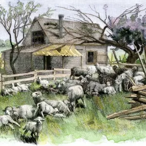 Sheep near a cottage in West Rutland Sheep near a cottage in West Rutland