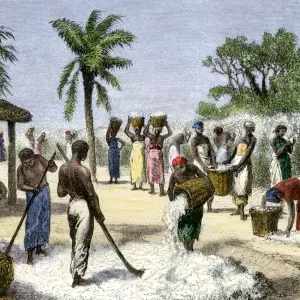 Slaves bringing in the cotton harvest Slaves bringing in the cotton harvest