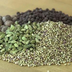 Historical Spice Print: Green Cardamom Pods and Other Spices Historical Spice Print: Green Cardamom Pods and Other Spices