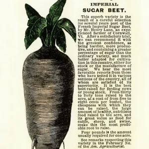 Sugar beet