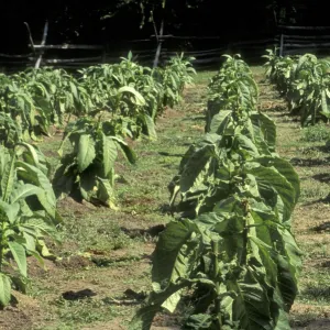 Tobacco grown in Colonial Williamsburg