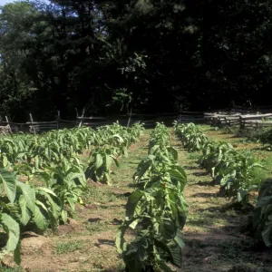 Tobacco grown in Colonial Williamsburg