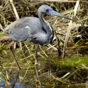 Tricolored heron (Louisiana heron) in the Florida Everglades Tricolored heron (Louisiana heron) in the Florida Everglades