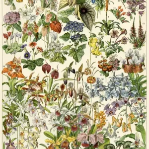 Tropical Flower Print: Color Lithograph of Exotic Blooms Tropical Flower Print: Color Lithograph of Exotic Blooms