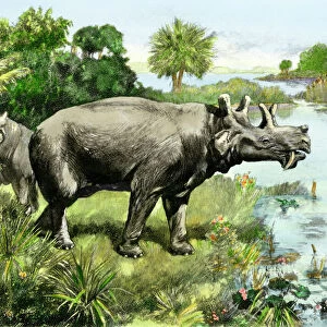 Uintathere, an extinct rhinocerus of North America