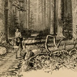 Vancouver Island corduroy road, 1800s