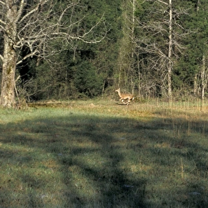 White-tailed deer in Alabama