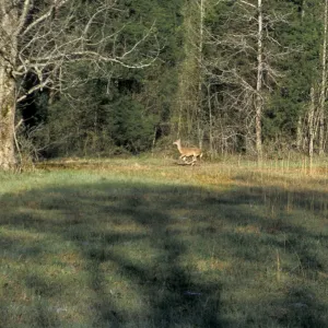 White-tailed deer in Alabama