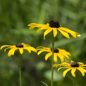 Wild black-eyed susans Wild black-eyed susans