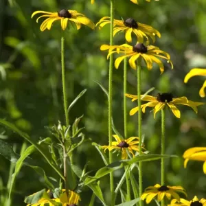 Wild black-eyed susans Wild black-eyed susans