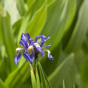Wild iris in the Pecos Wilderness, New Mexico