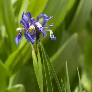Wild iris in the Pecos Wilderness, New Mexico Wild iris in the Pecos Wilderness, New Mexico