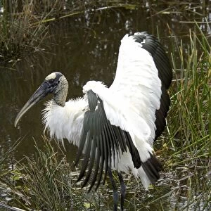 Wood stork, an endangered species, Florida Everglades