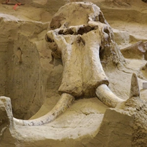 Wooly mammoth fossil, South Dakota
