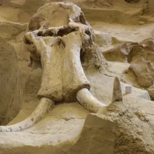 Wooly mammoth fossil, South Dakota