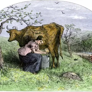 Young Woman Milking Cow Print Young Woman Milking Cow Print