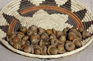 Dried Prints: Acorns in a Native American basket