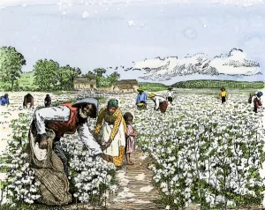 Arkansas Prints: African-American field-hands picking cotton