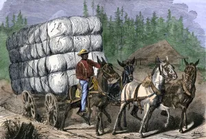 Arkansas Prints: African-American hauling baled cotton to market with a team of mules