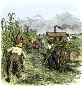 African American Prints: African American slaves harvesting cane on a sugar plantation Hand-colored