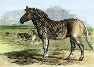 Natural History Collection: African quagga, an extinct equine