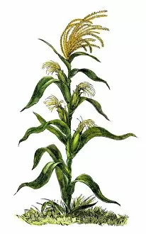 Maize Gallery: AGRI2A-00036