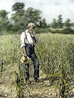 Corn Gallery: AGRI2A-00039