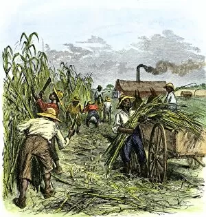 Plantation Gallery: AGRI2A-00054