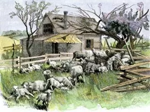 Herd Gallery: AGRI2A-00083