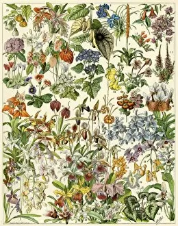Botanical Gallery: AGRI2A-00137
