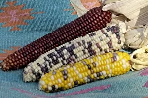 Maize Gallery: AGRI2D-00024