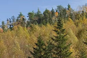Appalachian Mountains Gallery: Albany Mountain fall colors, Maine
