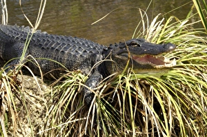 Animals:wildlife Prints: Alligator in the Florida Everglades