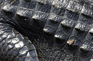 Animals:wildlife Gallery: Alligator in the Florida Everglades