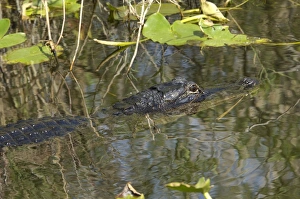 Animals:wildlife Gallery: Alligator in the Florida Everglades