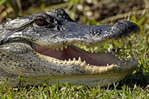Animals:wildlife Gallery: Alligator in the Florida Everglades