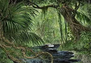 Pre Columbian Gallery: Amazon rain forest