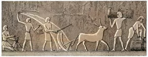 Ancient Egypt Collection: Ancient Egyptian agriculture