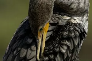 Bird Gallery: Anhinga in the Florida Everglades