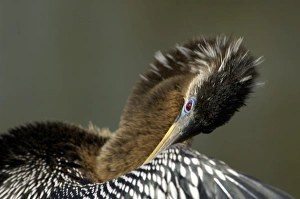 Animals:wildlife Gallery: Anhinga in the Florida Everglades