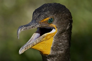 Animals:wildlife Gallery: Anhinga in the Florida Everglades