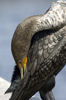 Animals:wildlife Gallery: Anhinga in the Florida Everglades