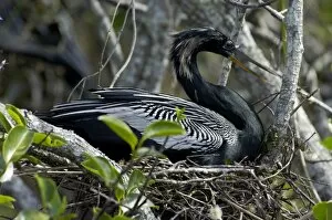 Wet Land Gallery: Anhinga nesting in the Florida Everglades