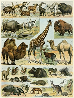 South American Gallery: Animal illustrations